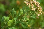 Enlarged Image of 'Pluchea indica'