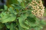 Enlarged Image of 'Pluchea symphytifolia'