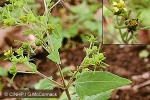 Enlarged Image of 'Sigesbeckia orientalis'