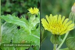 Enlarged Image of 'Sonchus oleraceus'