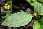 Enlarged Image of 'Synedrella nodiflora'
