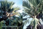 Enlarged Image of 'Latania loddigesii'
