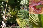 Enlarged Image of 'Latania lontaroides'