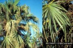Enlarged Image of 'Livistona chinensis'