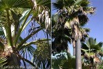 Enlarged Image of 'Pritchardia mitiaroana'