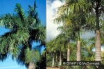 Enlarged Image of 'Roystonea regia'