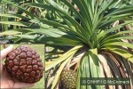 Enlarged Image of 'Pandanus arapepe'