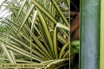 Enlarged Image of 'Pandanus baptistii'