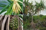 Enlarged Image of 'Pandanus tectorius complex'