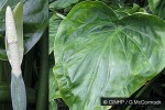 What Am I? Click to display answer!