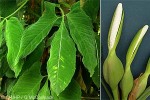 Enlarged Image of 'Syngonium QQvelvetleaf'