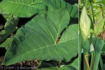 Enlarged Image of 'Xanthosoma sagittifolium'