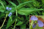 Enlarged Image of 'Commelina diffusa'