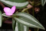 Enlarged Image of 'Tradescantia zebrina'