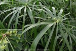 Enlarged Image of 'Cyperus involucratus'