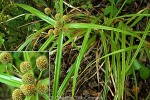 Enlarged Image of 'Cyperus macrophyllus'