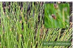 Enlarged Image of 'Eleocharis geniculata'