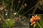 Enlarged Image of 'Fimbristylis cymosa complex'
