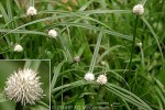 Enlarged Image of 'Kyllinga nemoralis'