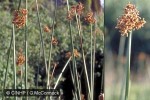 What Am I? Click to display answer!