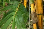 Enlarged Image of 'Bambusa vulgaris'