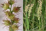 Enlarged Image of 'Cenchrus echinatus'