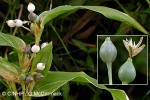 Enlarged Image of 'Coix lacryma-jobi'