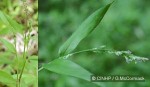 Enlarged Image of 'Cyrtococcum trigonum'