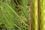 Enlarged Image of 'Digitaria stenotaphrodes'