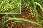 Enlarged Image of 'Echinochloa colonum'