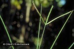 Enlarged Image of 'Eleusine indica'