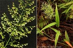Enlarged Image of 'Isachne distichophylla'