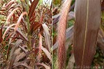 Enlarged Image of 'Pennisetum macrostachyum'