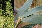 Enlarged Image of 'Phyllostachys bissetii'