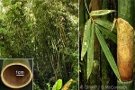 Enlarged Image of 'Schizostachyum glaucifolium'