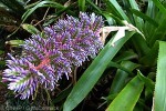 Enlarged Image of 'Aechmea dichlamydea near'