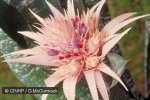 Enlarged Image of 'Aechmea fasciata'