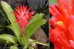 Enlarged Image of 'Billbergia pyramidalis near'