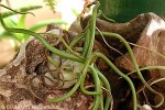 Enlarged Image of 'Tillandsia caput-medusae near'