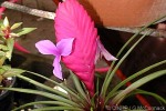 Enlarged Image of 'Tillandsia cyanea'