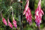 Enlarged Image of 'Tillandsia stricta cf.'