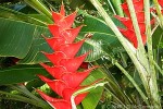 Enlarged Image of 'Heliconia caribaea cvs.'