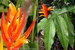 Enlarged Image of 'Heliconia hirsuta cvs.'