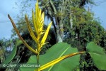 Enlarged Image of 'Heliconia lingulata cv.'