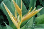 Enlarged Image of 'Heliconia psittacorum X spathocircinta cvs.'