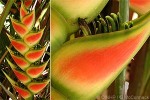 Enlarged Image of 'Heliconia wagneriana'