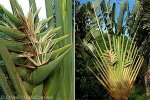 Enlarged Image of 'Ravenala madagascariensis'