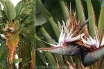 Enlarged Image of 'Strelitzia nicolai'