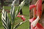 Enlarged Image of 'Alpinia vittata'