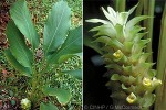 Enlarged Image of 'Curcuma longa'